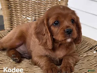 Cavapoo dogs KODEE - Ad 8