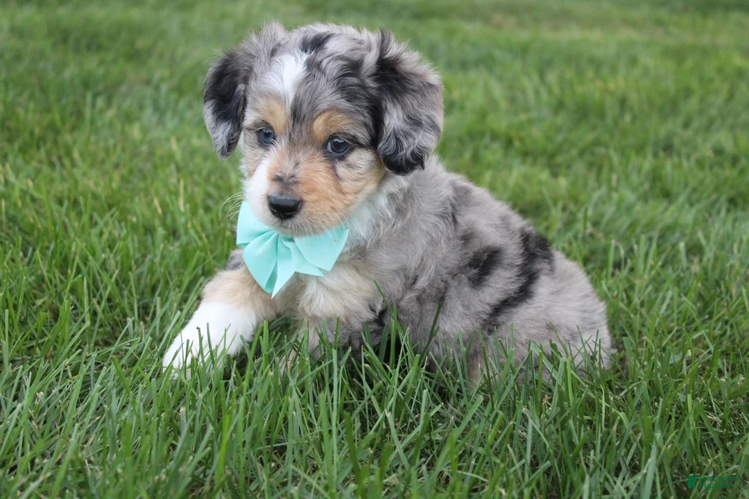 Mini Aussiedoodle dogs for sale: Kingsley 💎 - Ad 2