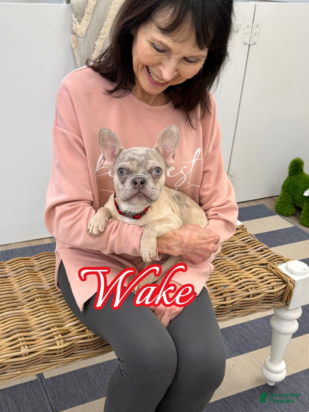 French Bulldog dogs for sale: Wake - Ad 3
