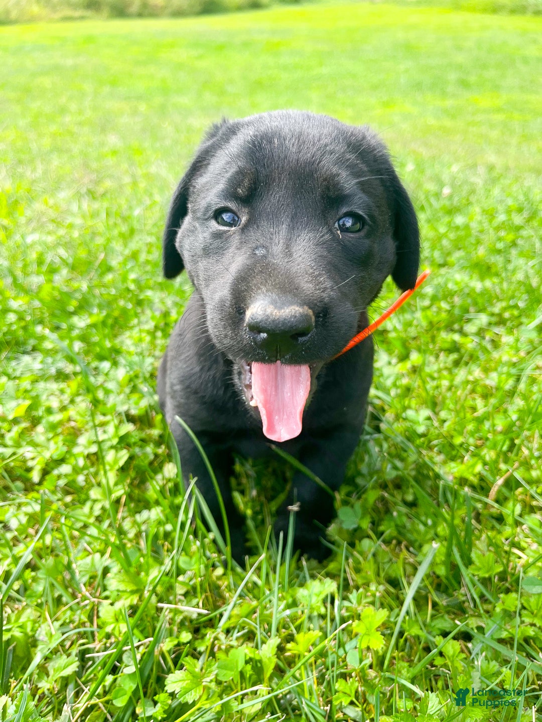 Labrador Retriever dogs for sale: Labrador Retriever Puppy 2 - Ad 1