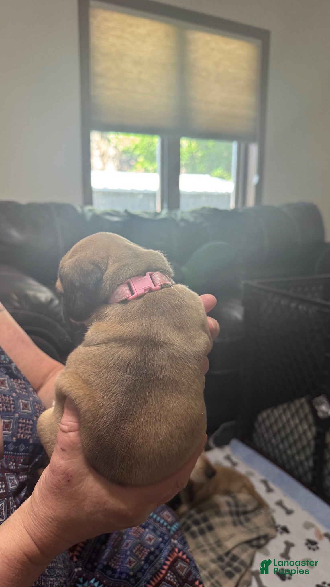 Puggle dogs Light pink collar  - Ad 2