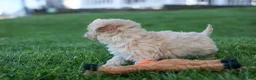 Havapoo dogs for sale: OREO - Ad 5