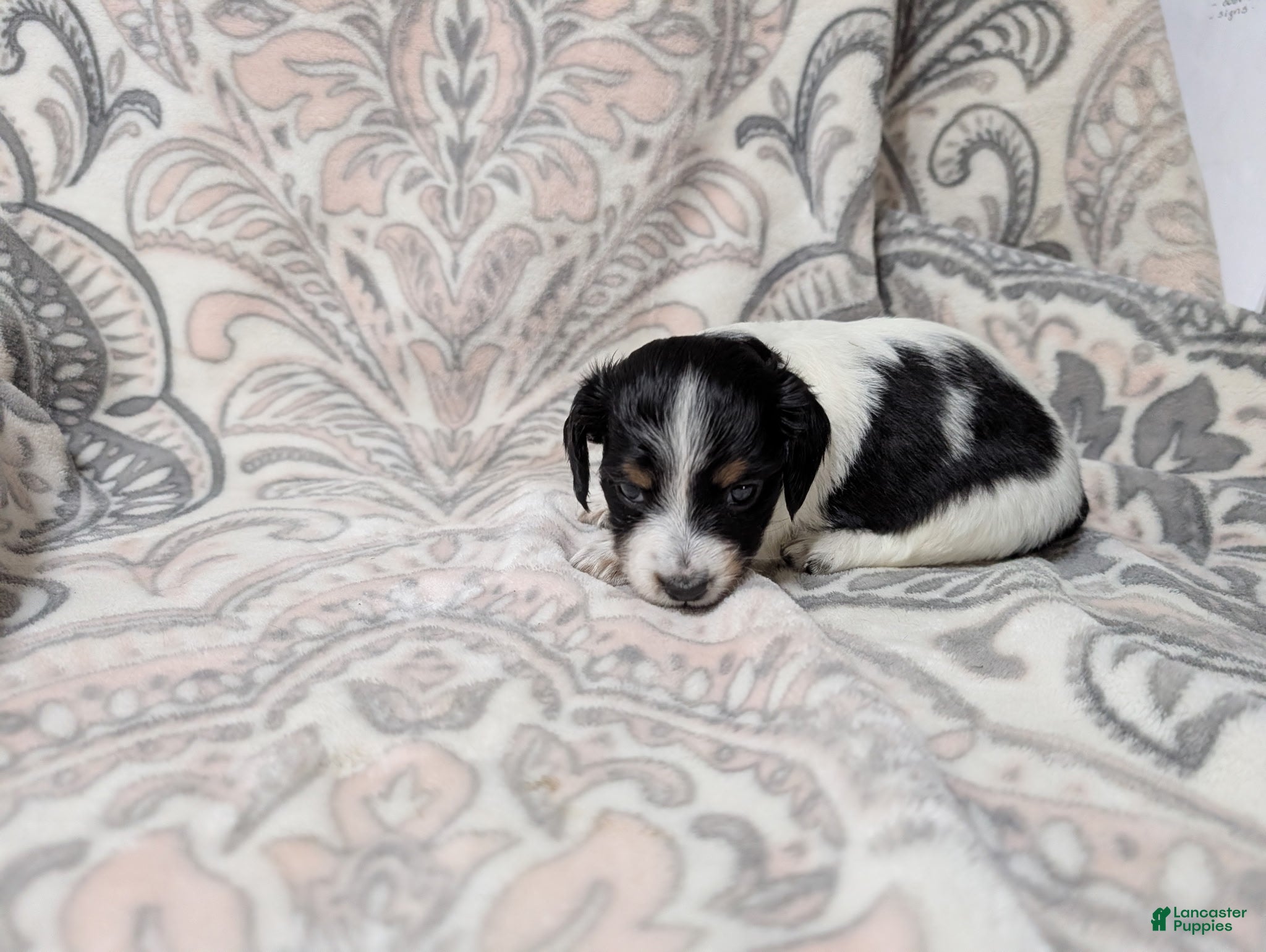 Miniature Dachshund dogs for sale: Girl 5050 - Ad 3