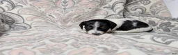 Miniature Dachshund dogs for sale: Girl 5050 - Ad 1