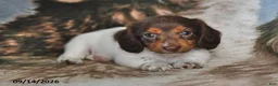 Miniature Dachshund dogs for sale: Queenie - Ad 1