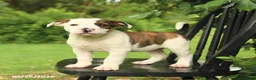 Mixed Breed dogs for sale: Jefferson - Ad 1