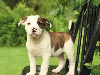 Mixed Breed dogs for sale: Jefferson - Ad 1