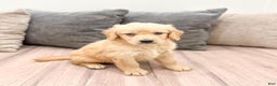 Goldendoodle dogs for sale: Sammy - Ad 1
