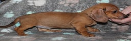 Miniature Dachshund dogs for sale: Steele - Ad 17