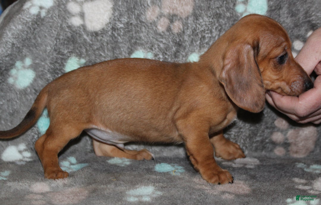 Miniature Dachshund dogs for sale: Steele - Ad 17