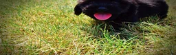 Havapoo dogs for sale: Kipper - Ad 14