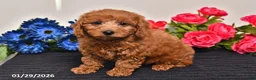 Miniature Poodle dogs for sale: Heather - Ad 5