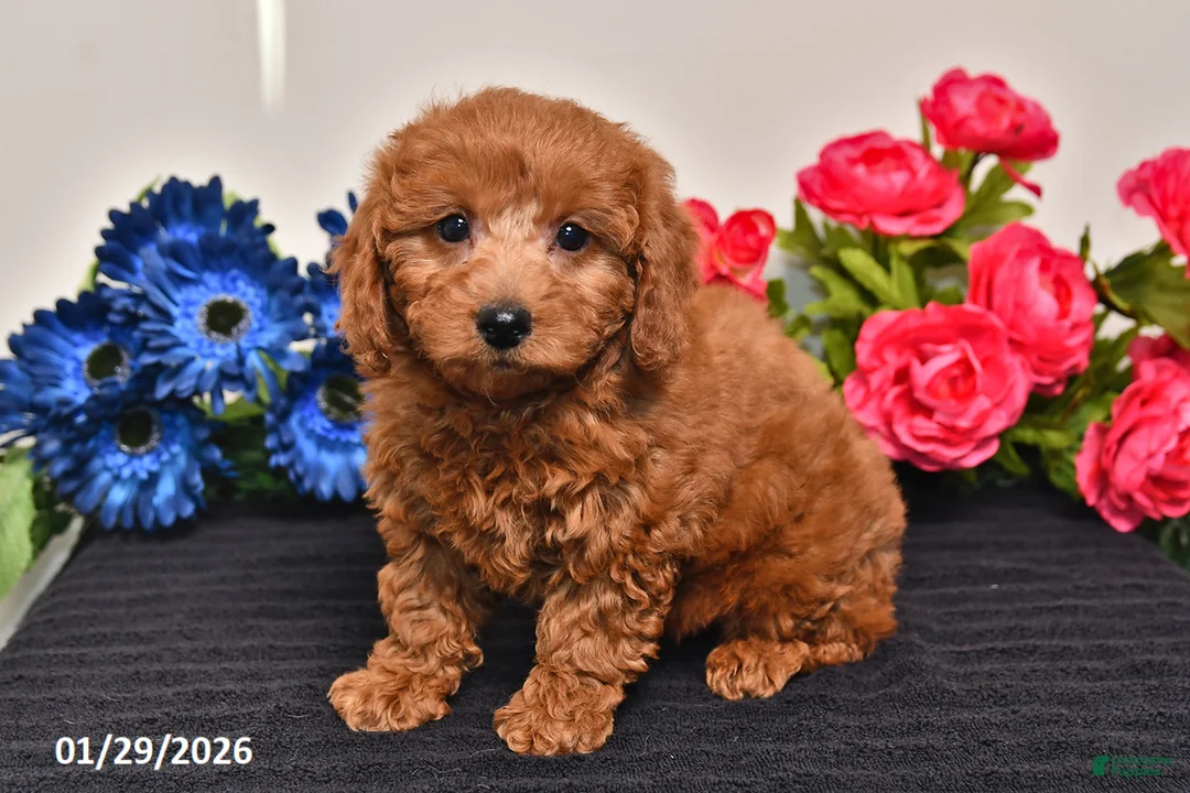 Miniature Poodle dogs for sale: Heather - Ad 5