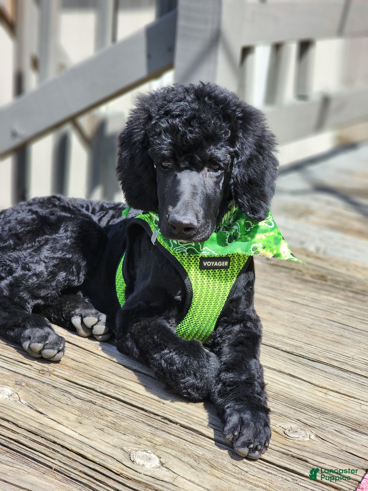 Standard Poodle dogs Standard Poodle Puppy  - Ad 40