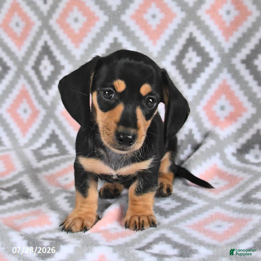 Dachshund dogs Percy - Ad 2