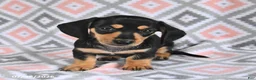 Dachshund dogs for sale: Percy - Ad 2