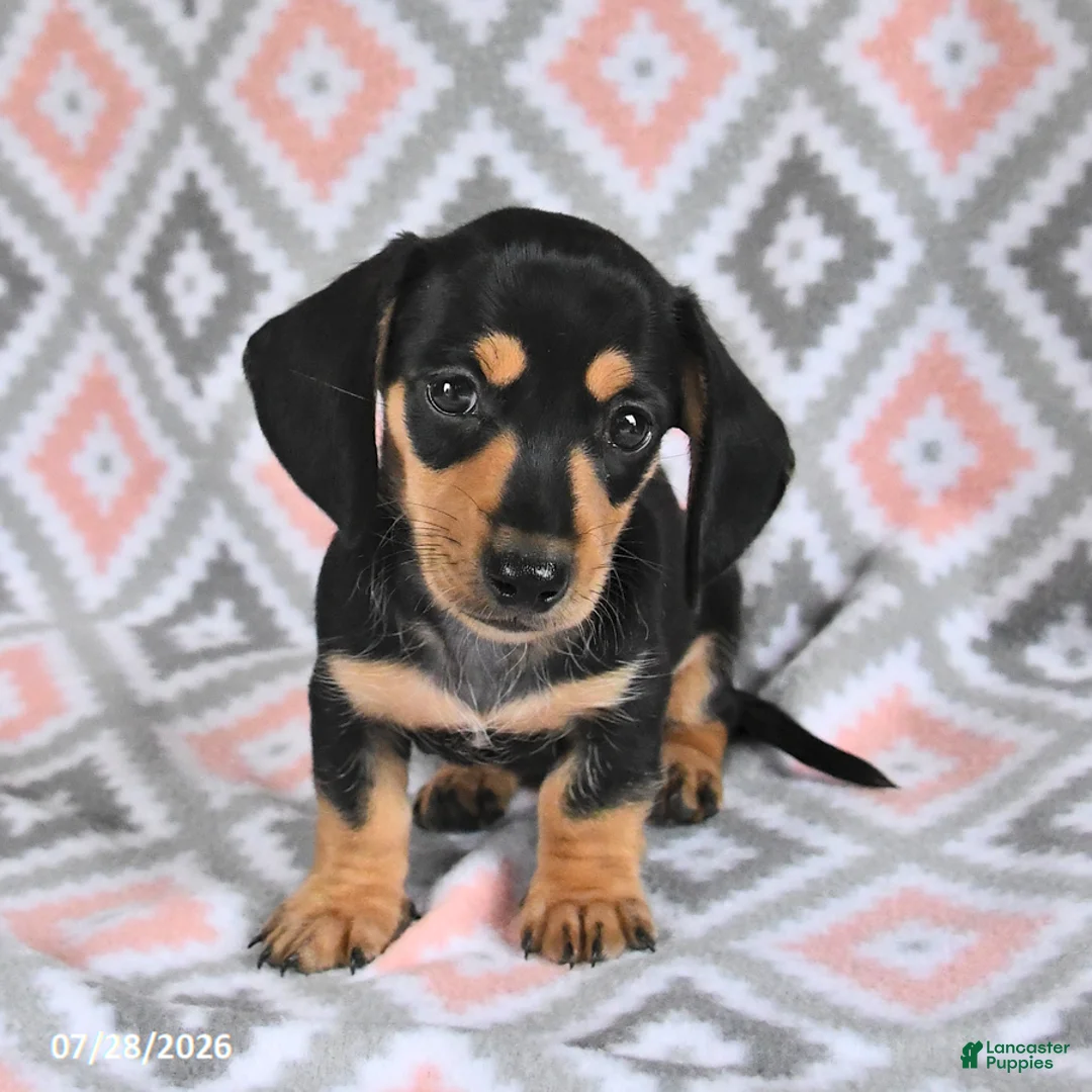Dachshund dogs for sale: Percy - Ad 2