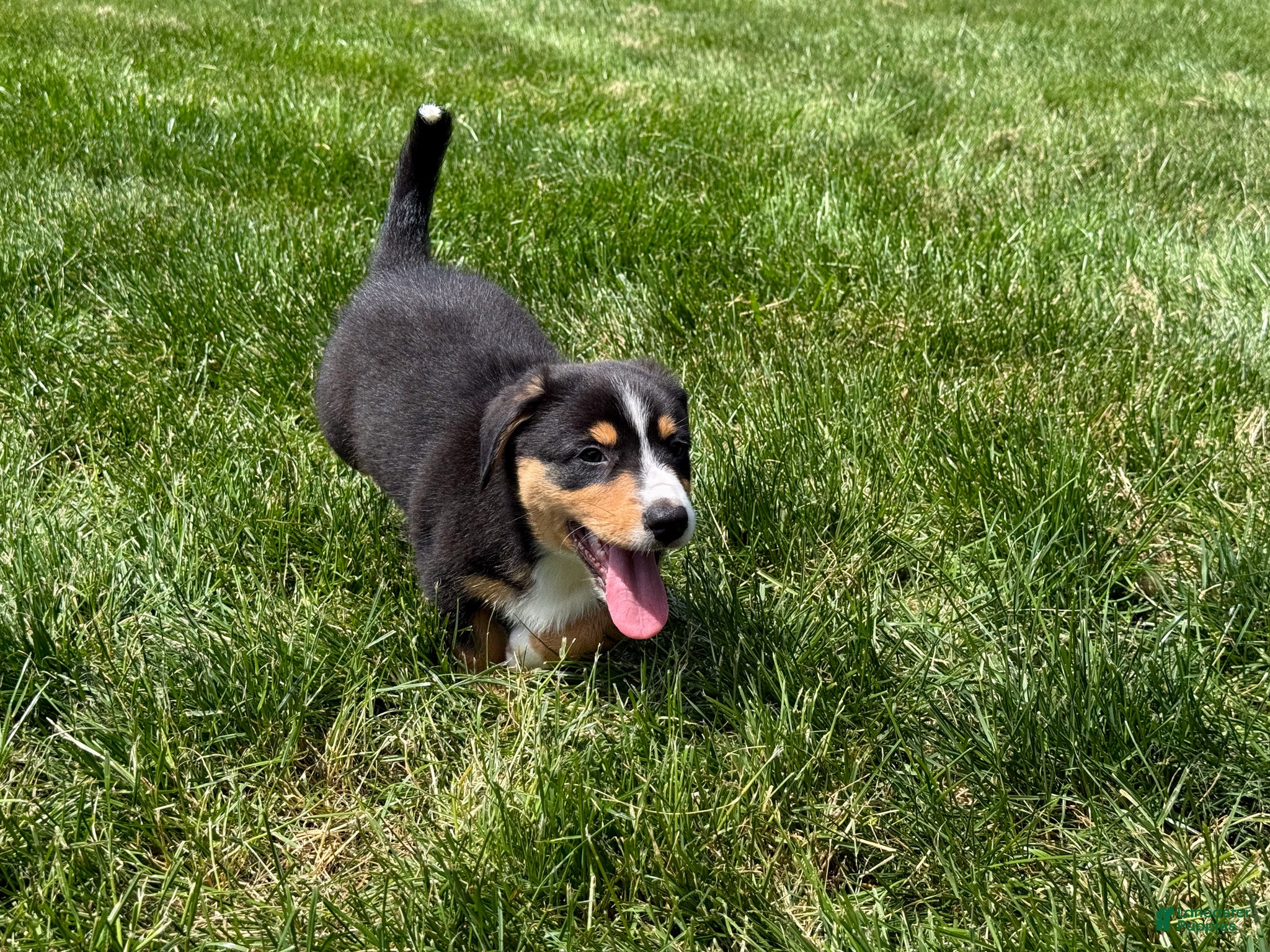 Mixed Breed dogs Grant - Ad 2