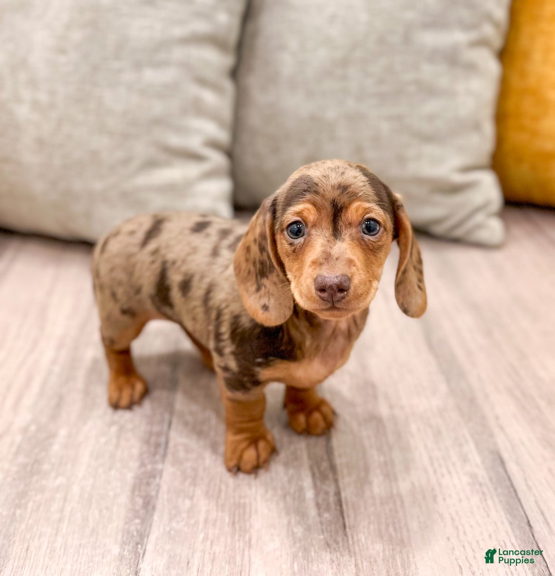 Miniature Dachshund dogs for sale: Gracie - Ad 3