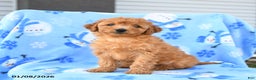 Mini Goldendoodle dogs for sale: Wren - Ad 5