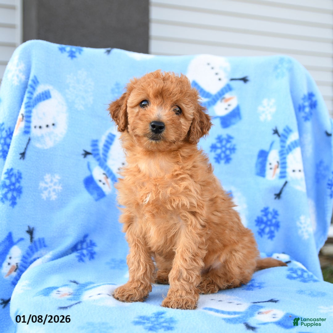 Mini Goldendoodle dogs for sale: Wren - Ad 5
