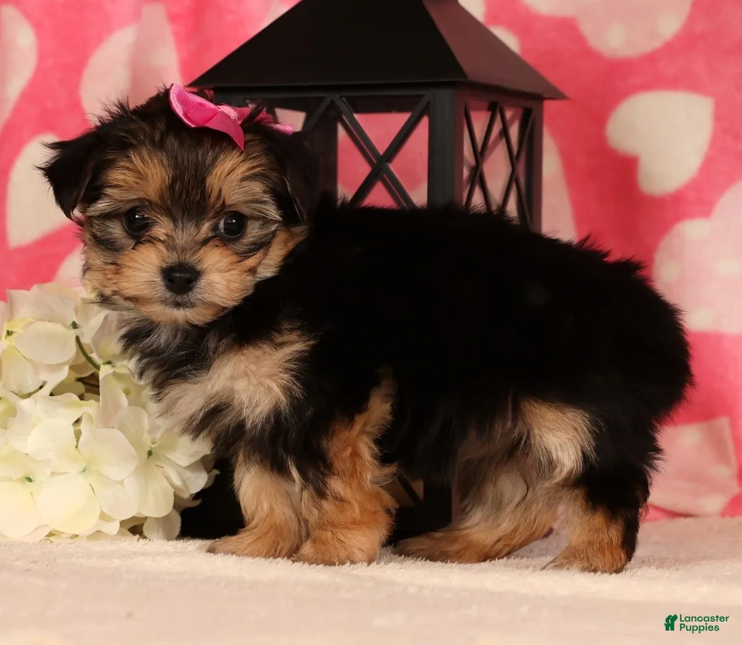 Yochon dogs for sale: Sadie - Ad 3