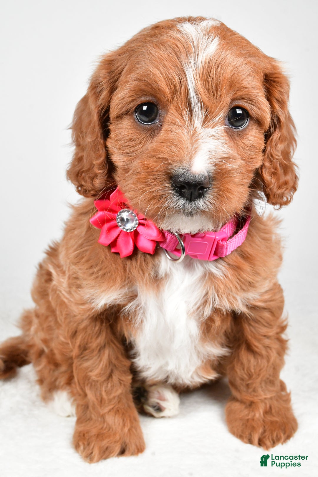 Cavapoo dogs for sale: Avery - Ad 5