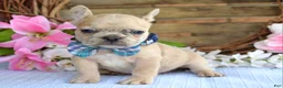 French Bulldog dogs for sale: Finn  - Ad 7