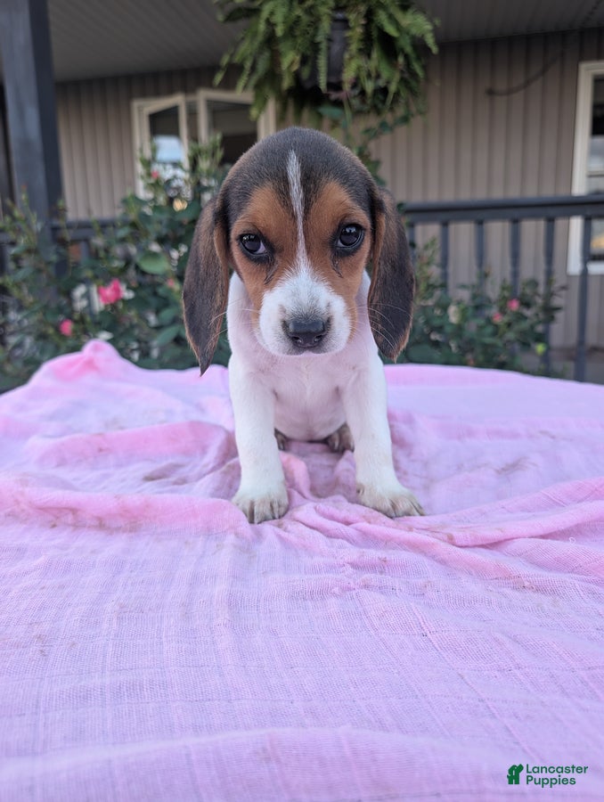 Beagle dogs Sally - Ad 2