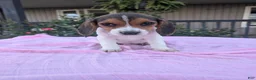 Beagle dogs for sale: Sally - Ad 2