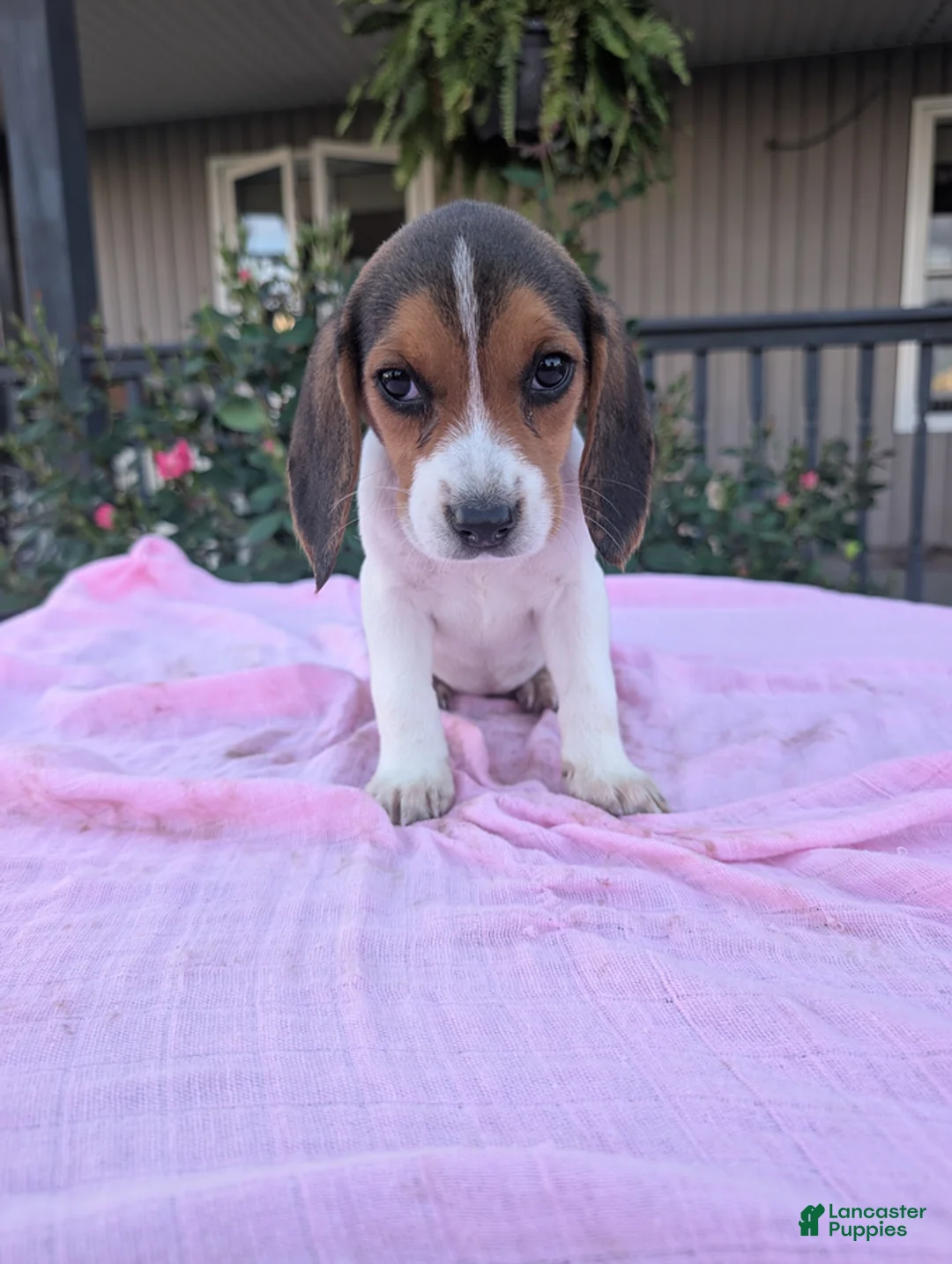 Beagle dogs for sale: Sally - Ad 2