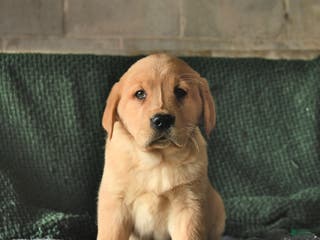 Goldador dogs Sparky - Ad 5