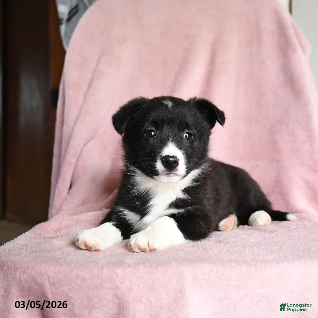 Mixed Breed dogs for sale: Cookies and Cream - Ad 3