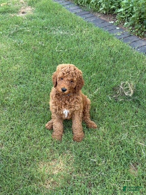 Standard Poodle dogs Puppy 1 - Ad 2