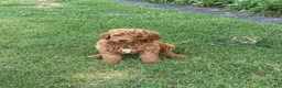 Standard Poodle dogs for sale: Puppy 1 - Ad 2