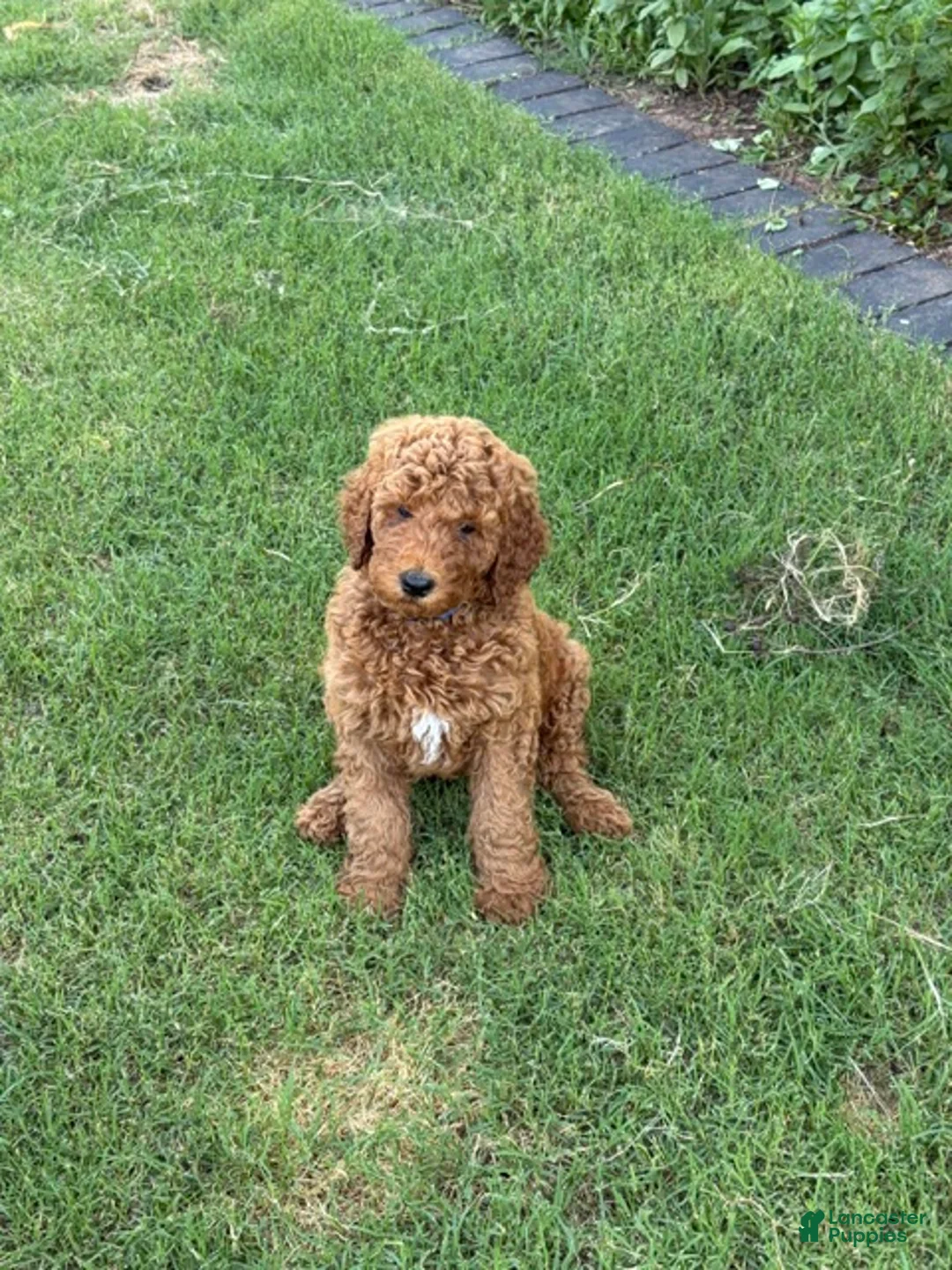 Standard Poodle dogs for sale: Puppy 1 - Ad 2