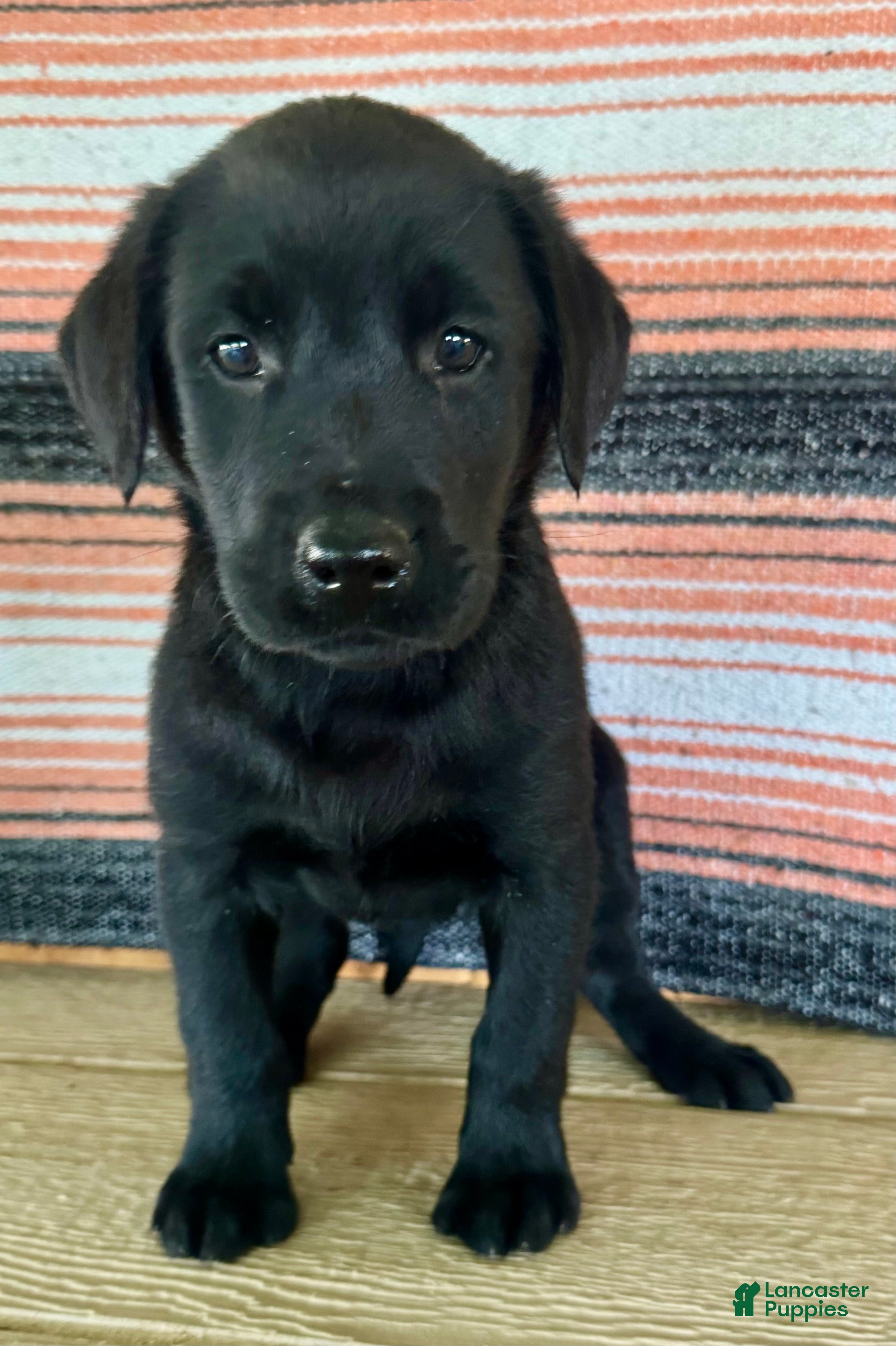Labrador Retriever dogs Rocky - Ad 1
