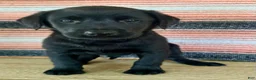 Labrador Retriever dogs for sale: Rocky - Ad 1