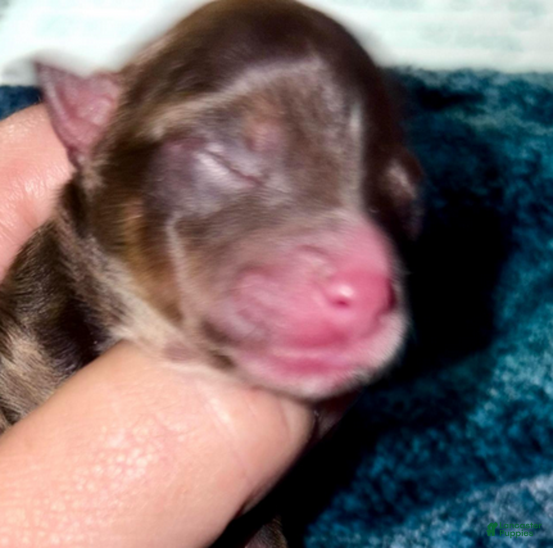 Pomeranian dogs for sale: Nadia - Ad 3