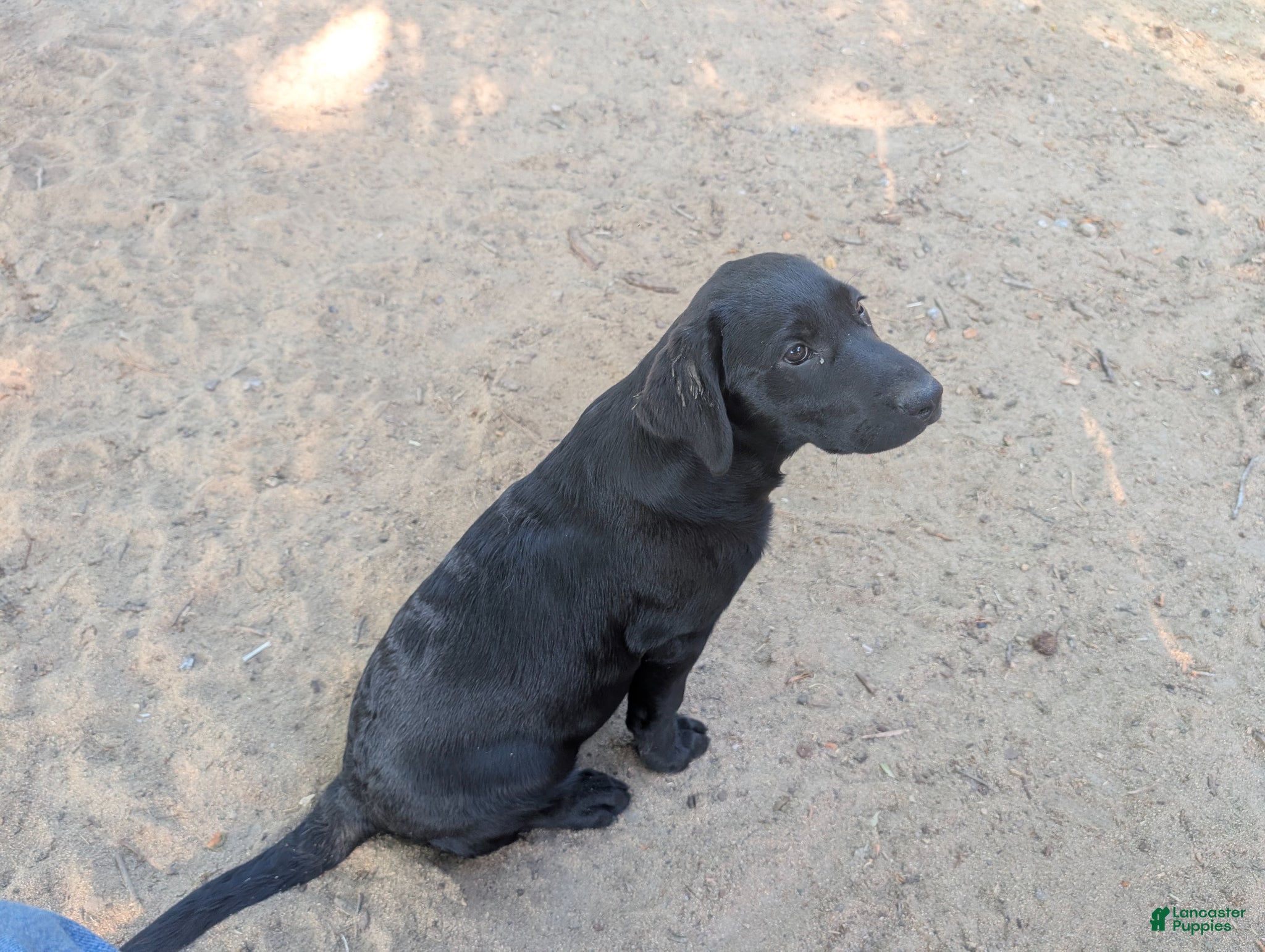 Labrador Retriever dogs Big Brepha!!! - Ad 3