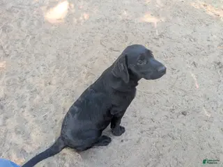 Labrador Retriever dogs Big Brepha!!! - Ad 3