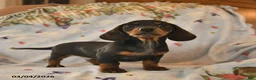 Dachshund dogs for sale: Blaze  - Ad 5
