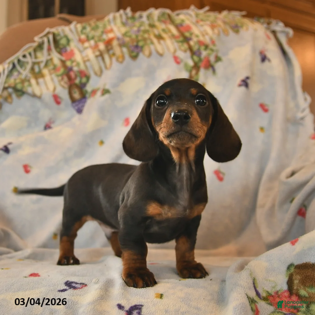 Dachshund dogs for sale: Blaze  - Ad 5