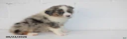 Australian Shepherd dogs for sale: Baxter - Ad 3