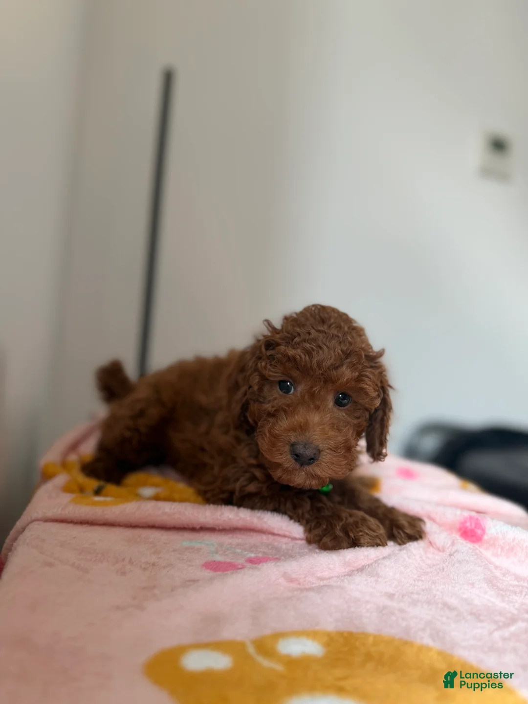 Toy Poodle dogs for sale: Heather - Ad 3