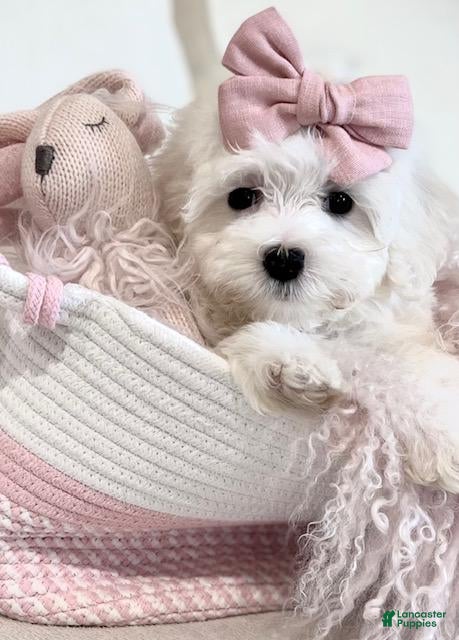 Maltese dogs Maltese - Hand Delivery Available - Ad 2