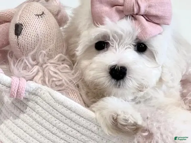 Maltese dogs Maltese - Hand Delivery Available - Ad 2
