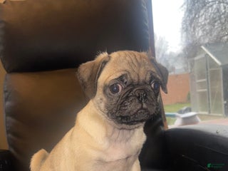 Pug dogs Oreo - Ad 16