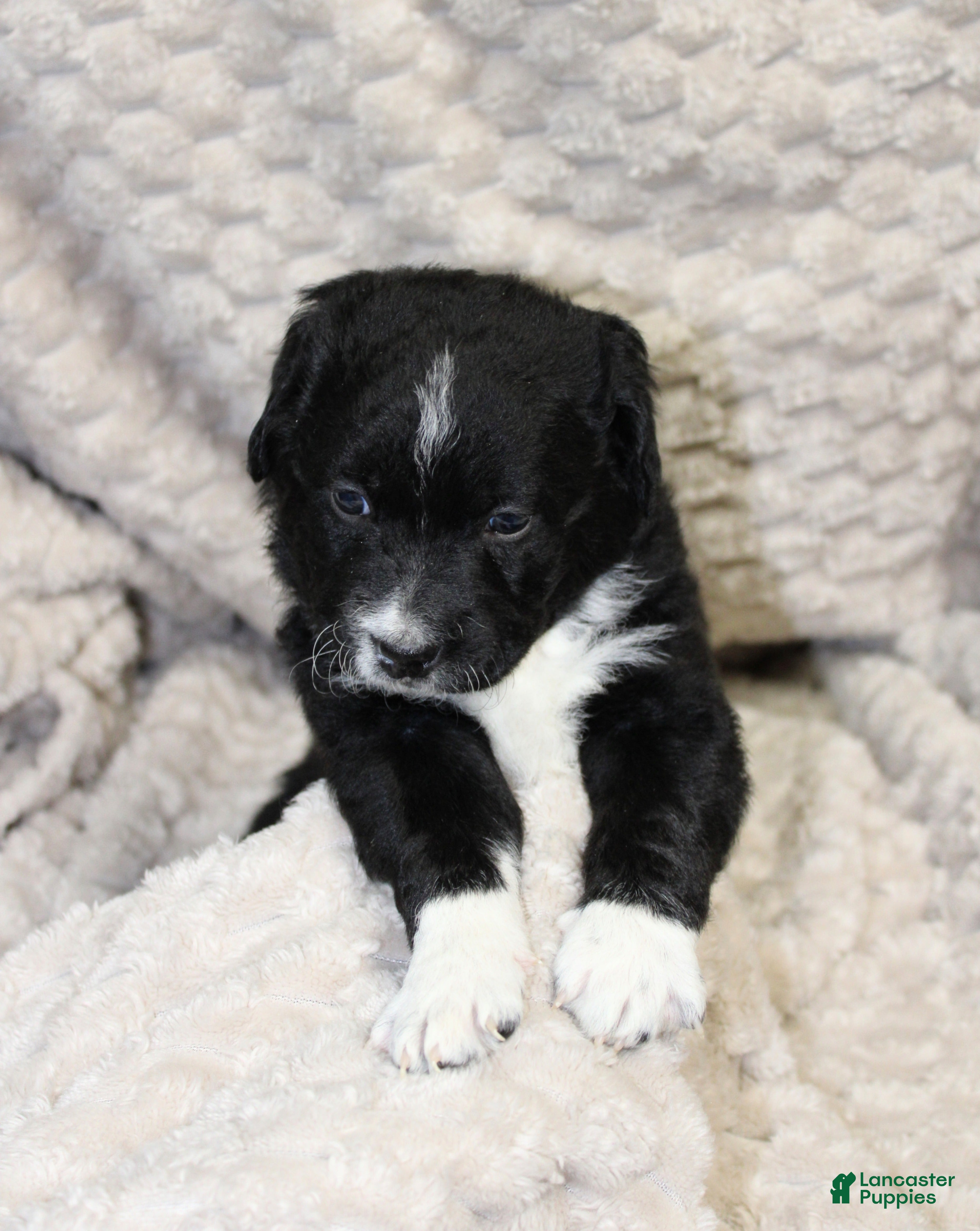 Mixed Breed dogs Mixed Breed Puppy 1 - Ad 24