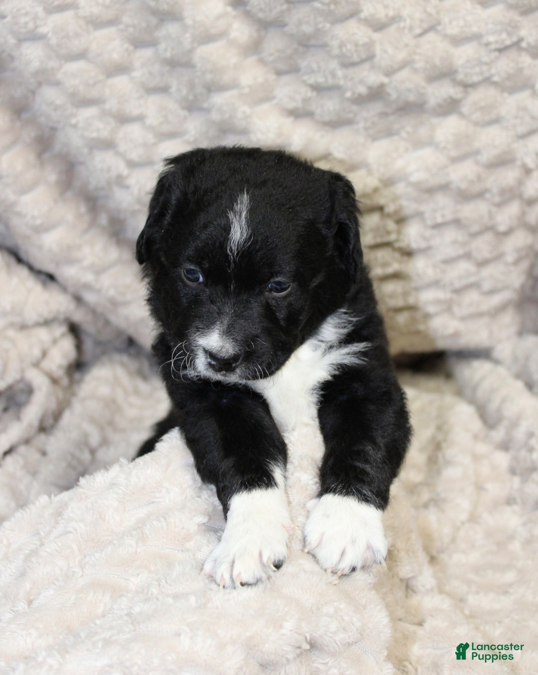 Mixed Breed dogs for sale: Mixed Breed Puppy 1 - Ad 1